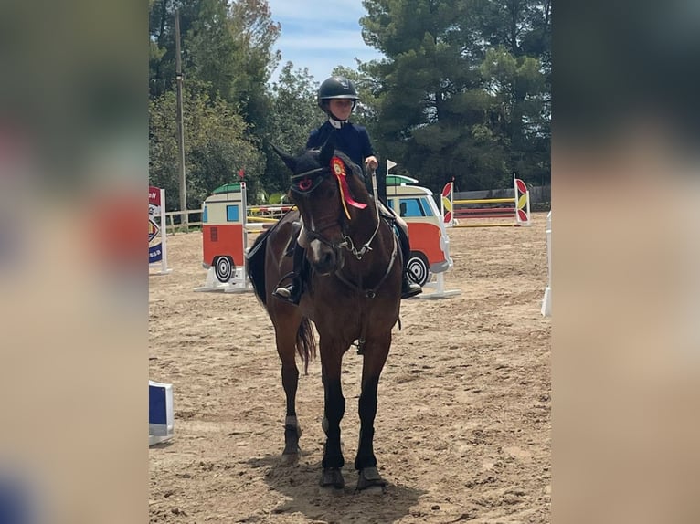 Connemara Wallach 9 Jahre 154 cm Falbe in Santa Gertrudis De Fruitera