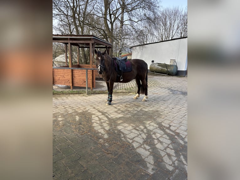 Connemara Mix Wallach 9 Jahre 157 cm Brauner in Dornburg