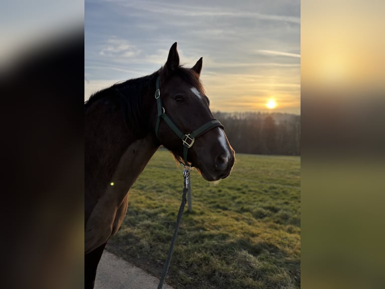 Connemara Mix Wallach 9 Jahre 157 cm Brauner in Dornburg