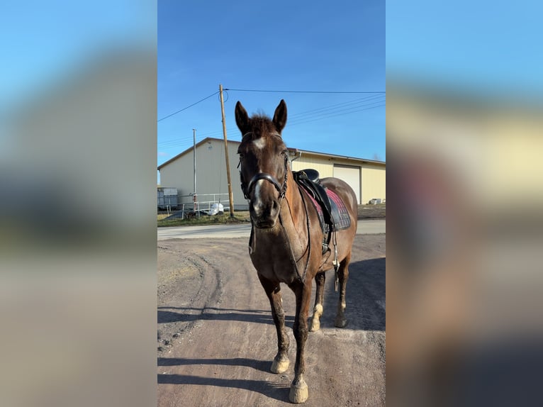 Connemara Mix Wallach 9 Jahre 157 cm Brauner in Dornburg