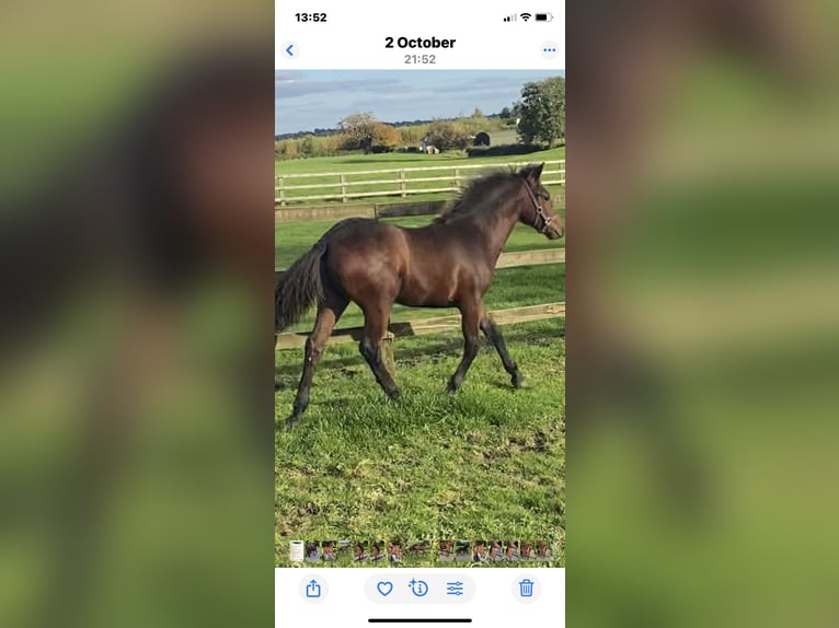 Connemara Wallach Fohlen (05/2025) 148 cm Rotbrauner in Co Westmeath