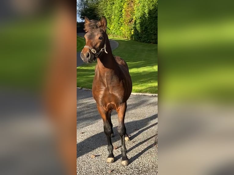 Connemara Wallach Fohlen (05/2025) 148 cm Rotbrauner in Co Westmeath