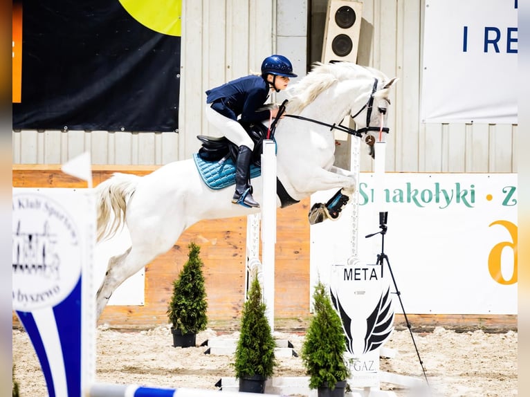 Connemara Yegua 10 años 146 cm Tordo picazo in Pozna&#x144;