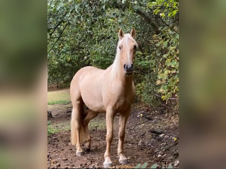 Connemara Mestizo Yegua 10 años 155 cm Palomino in Taunusstein