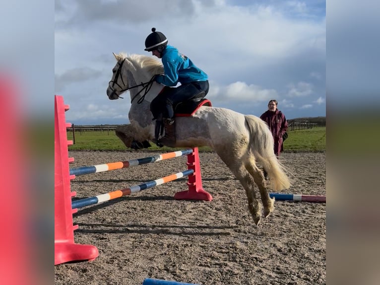 Connemara Yegua 14 años 137 cm Tordo in Newmarket