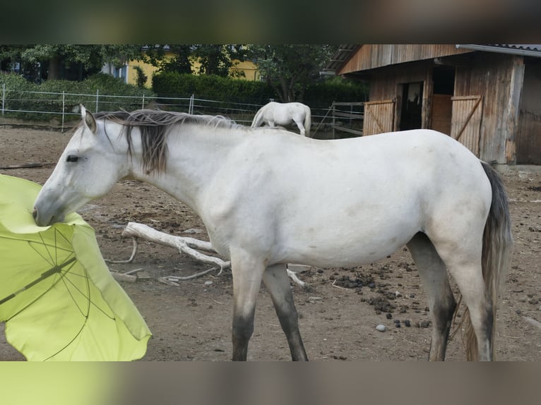 Connemara Yegua 2 años Buckskin/Bayo in Niederdorf