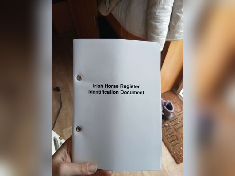 Connemara Mestizo Yegua 3 años 130 cm Porcelana in Dhronecken