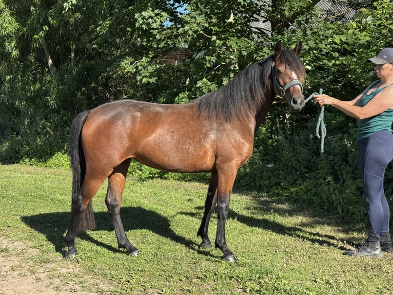 Connemara Yegua 3 años 140 cm Castaño in OsdorfOsdorf