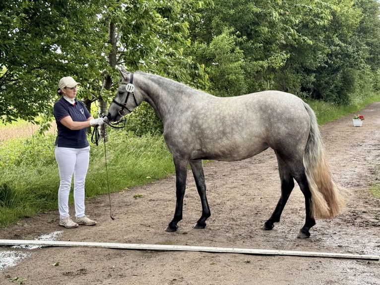 Connemara Yegua 3 años 144 cm Tordo rodado in Osdorf