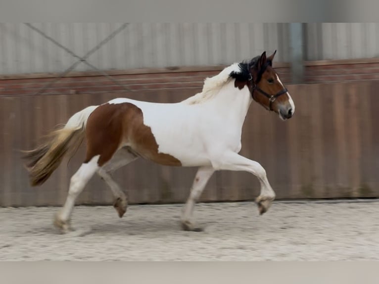 Connemara Mestizo Yegua 3 años 147 cm Pío in Zieuwent