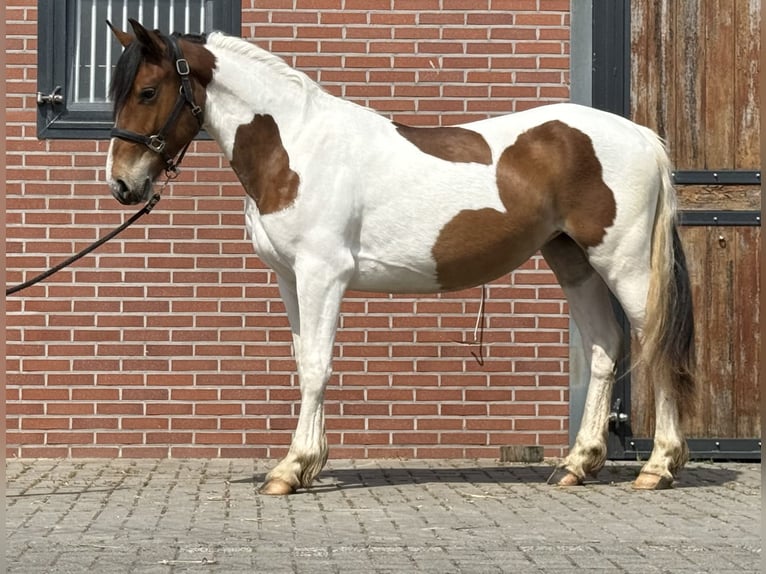 Connemara Mestizo Yegua 3 años 147 cm Pío in Zieuwent