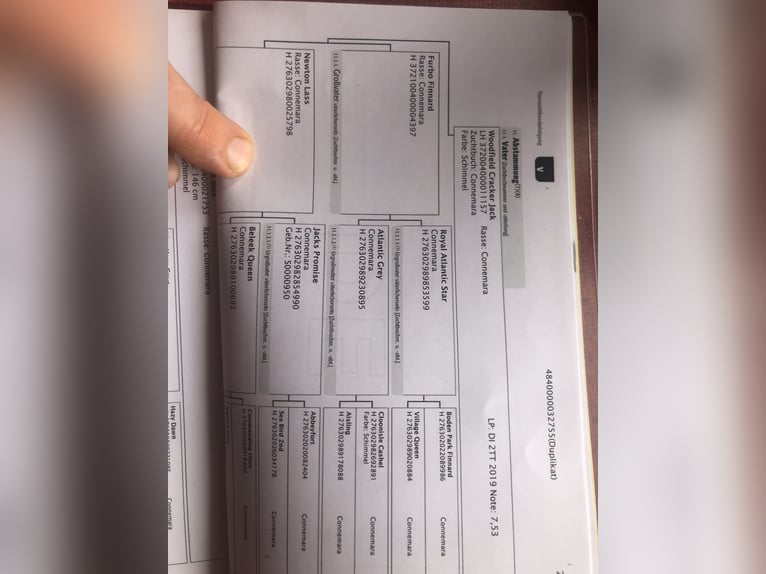 Connemara Yegua 3 años 148 cm Musgo in Höslwang