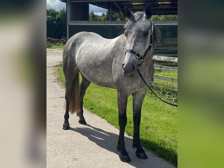 Connemara Yegua 3 años 150 cm Tordo in Cumbria