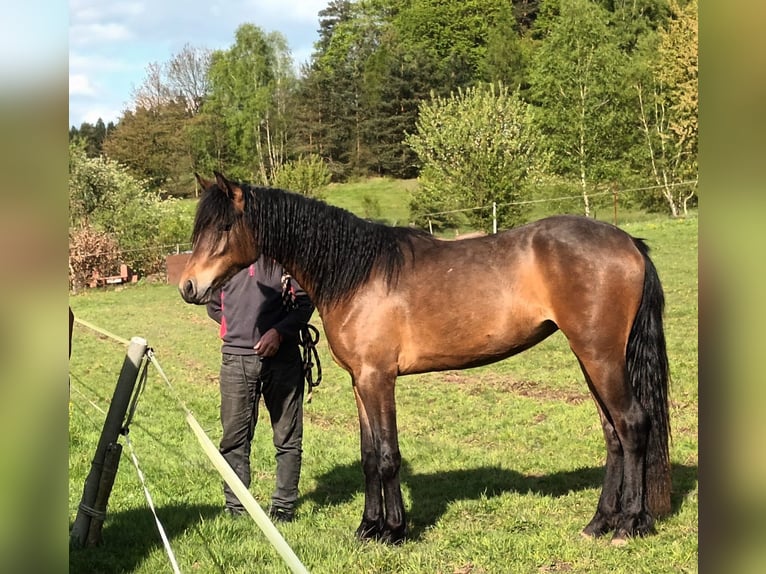 Connemara Yegua 3 años 151 cm Castaño in Doln&#xED; Dobrou&#x10D; Czech republic
