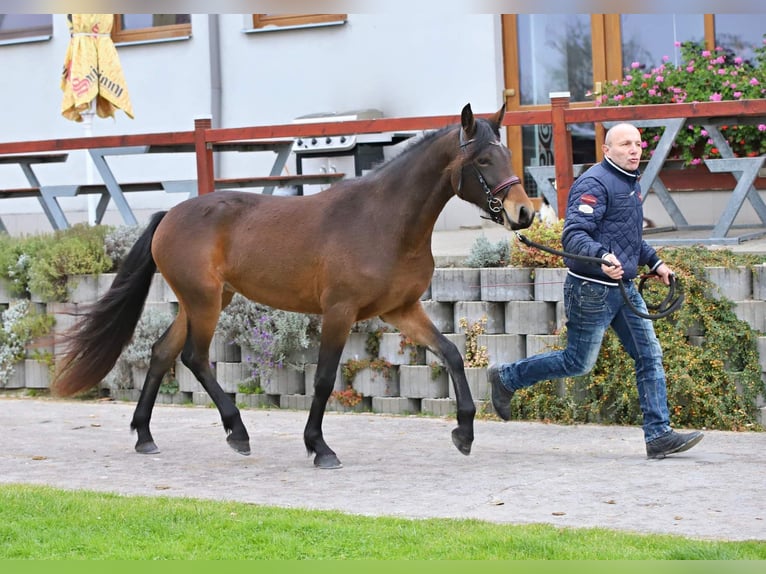 Connemara Yegua 3 años 151 cm Castaño in Doln&#xED; Dobrou&#x10D; Czech republic