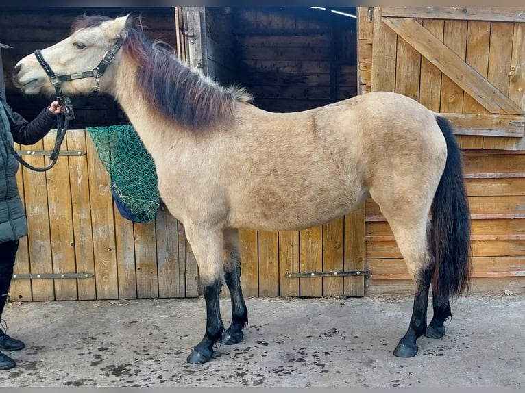 Connemara Yegua 4 años 138 cm Buckskin/Bayo in Lisowice