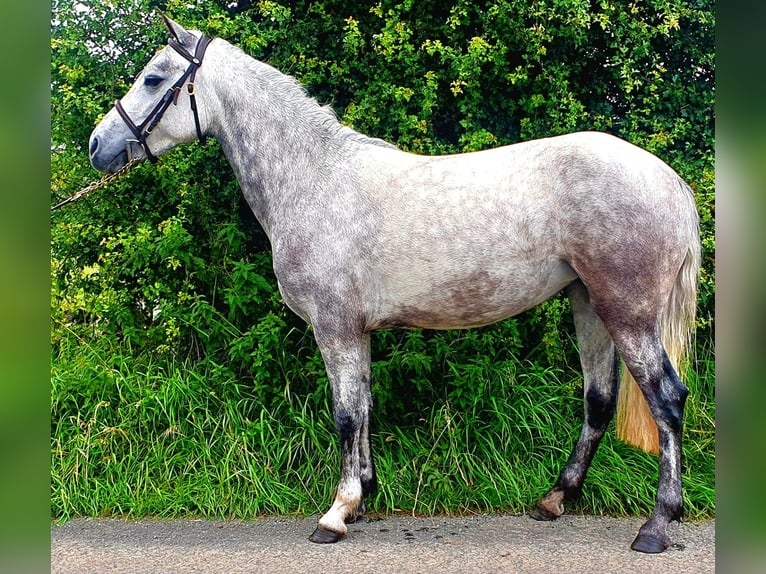 Connemara Yegua 4 años 138 cm Tordo rodado in Roscommon