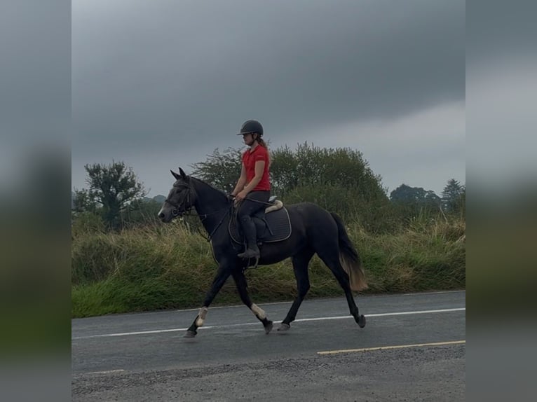 Connemara Yegua 4 años 145 cm Tordillo negro in Sligo