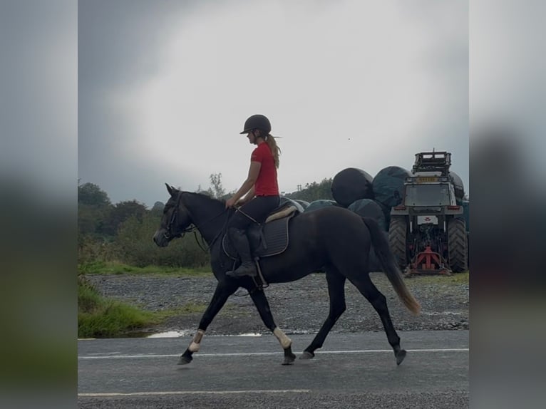 Connemara Yegua 4 años 145 cm Tordillo negro in Sligo