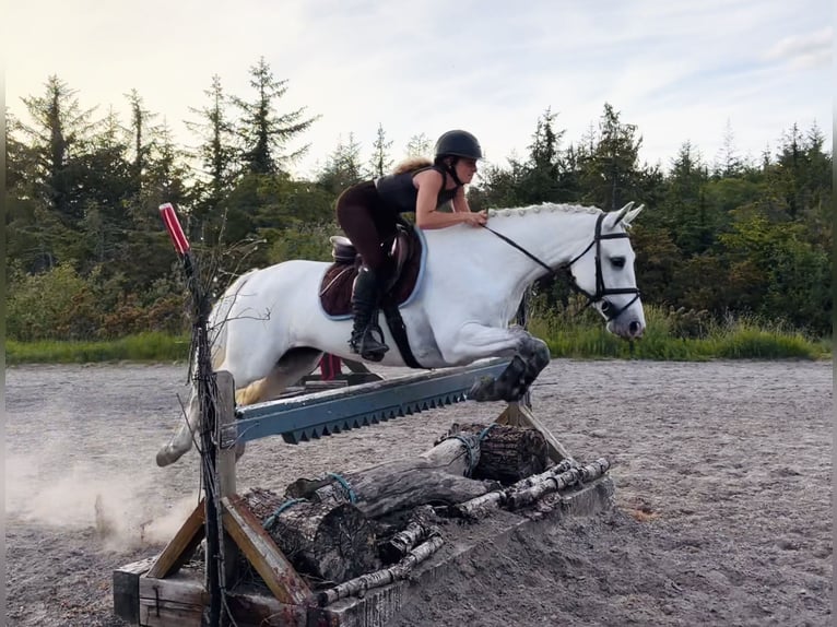 Connemara Yegua 4 años 153 cm White/Blanco in Mountrath, Co. Laois