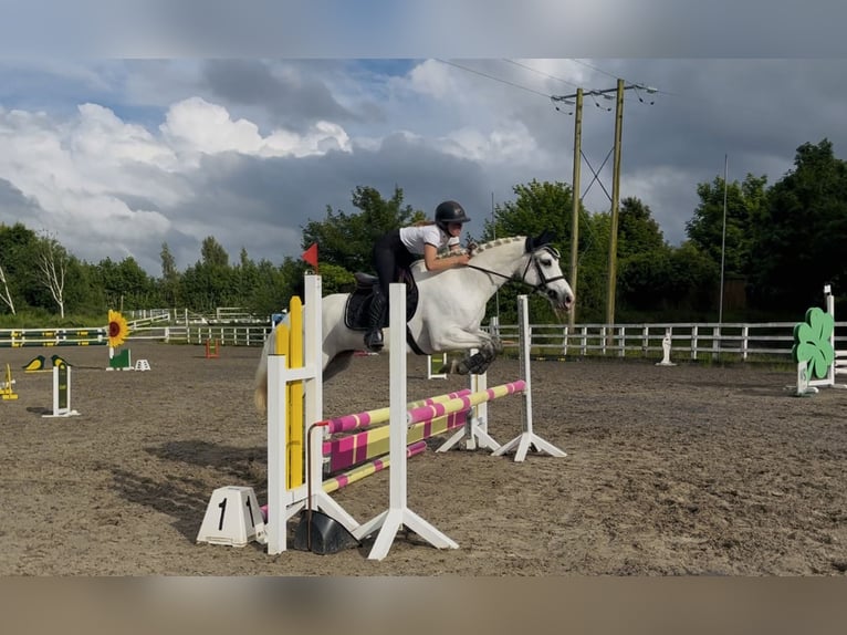 Connemara Yegua 4 años 153 cm White/Blanco in Mountrath, Co. Laois