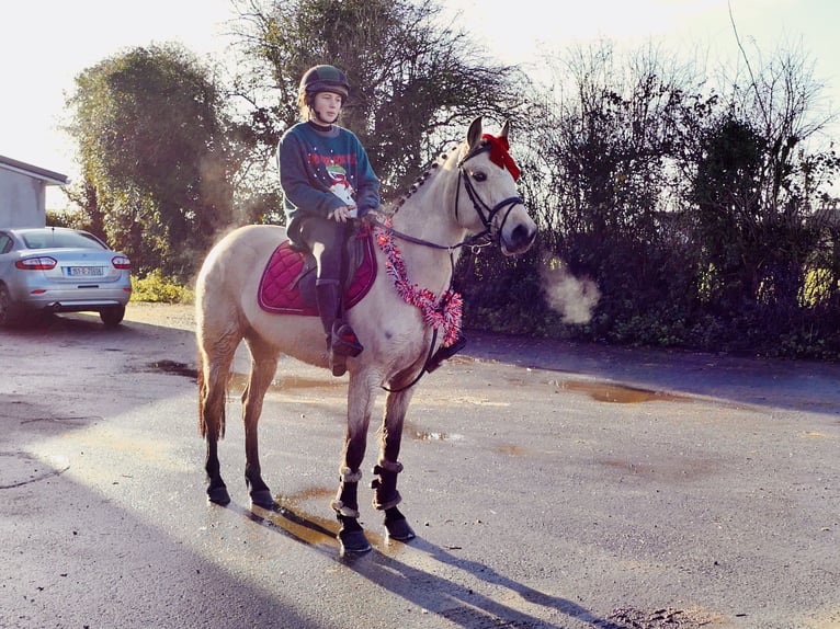 Connemara Yegua 5 años 147 cm Bayo in Mountrath