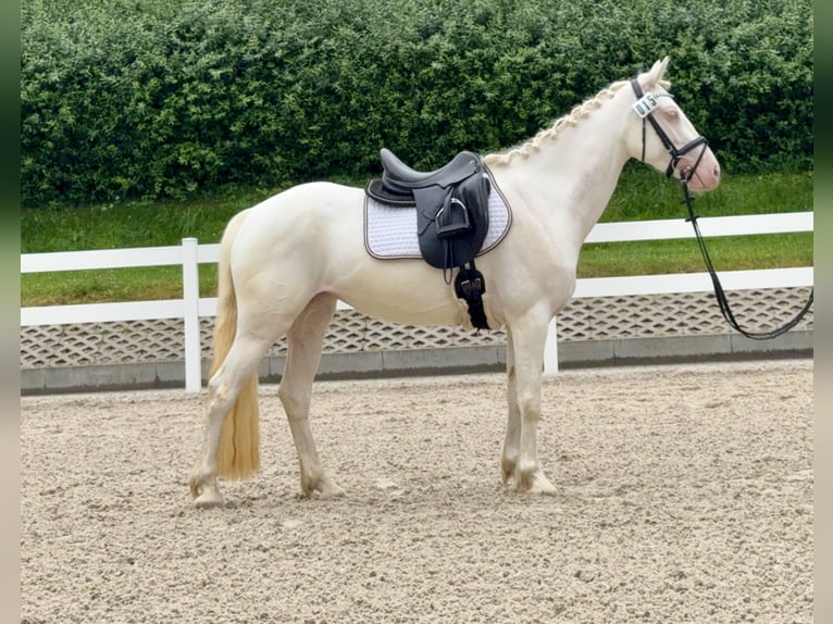 Connemara Yegua 5 años 147 cm Cremello in Lisberg