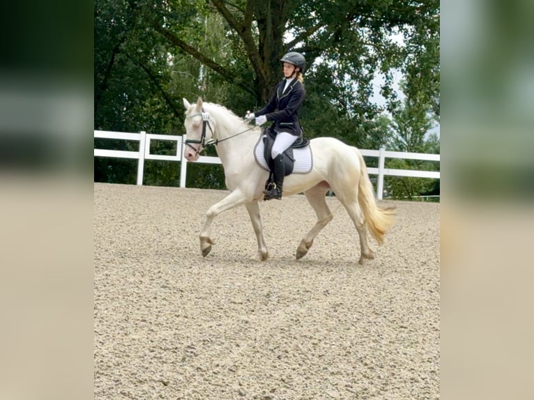 Connemara Yegua 5 años 147 cm Cremello in Lisberg