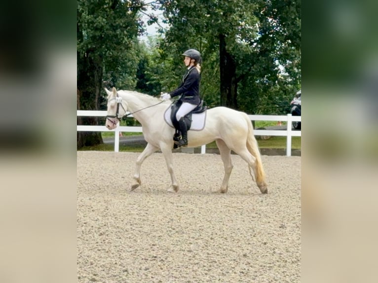 Connemara Yegua 5 años 147 cm Cremello in Lisberg