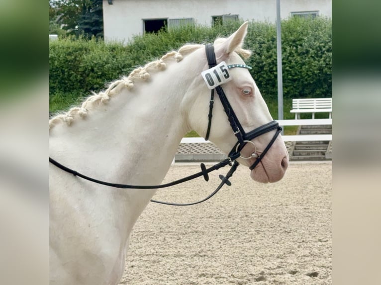 Connemara Yegua 5 años 147 cm Cremello in Lisberg