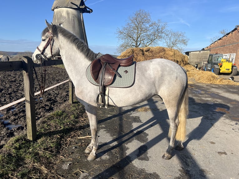 Connemara Yegua 5 años 148 cm Tordo in ronse