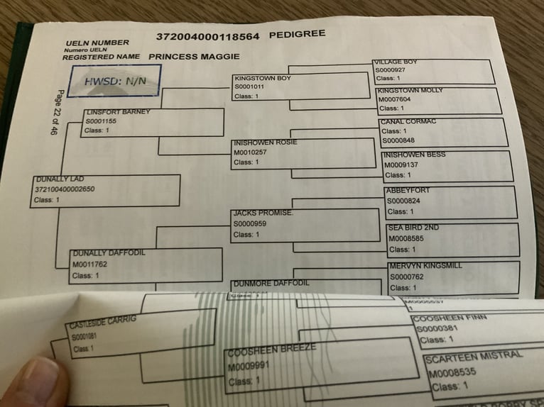 Connemara Yegua 5 años 152 cm Tordo in Mountrath