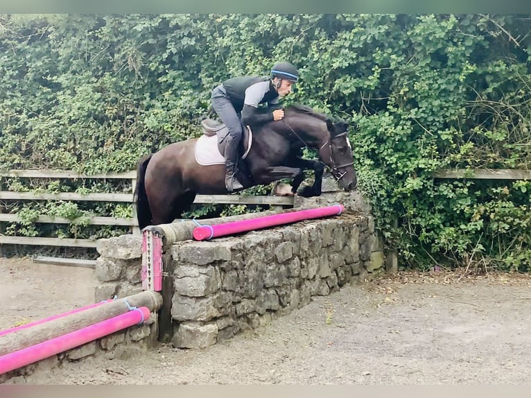 Connemara Mestizo Yegua 5 años 155 cm Negro in Mountrath