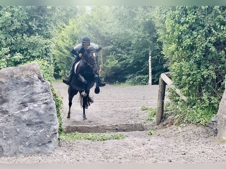Connemara Mestizo Yegua 5 años 155 cm Negro in Mountrath