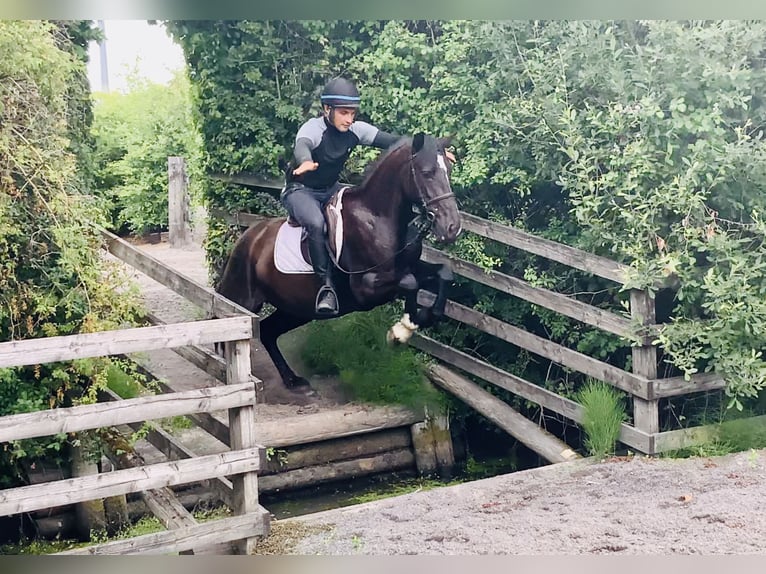 Connemara Mestizo Yegua 5 años 155 cm Negro in Mountrath