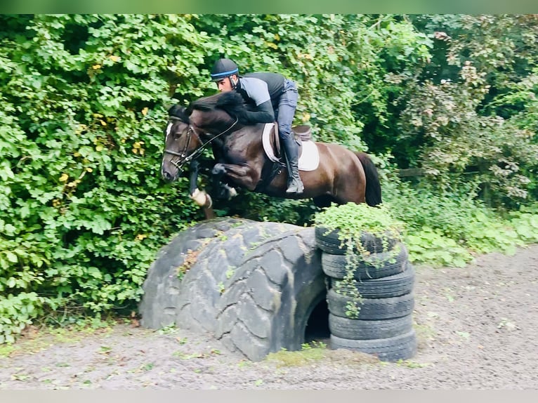 Connemara Mestizo Yegua 5 años 155 cm Negro in Mountrath