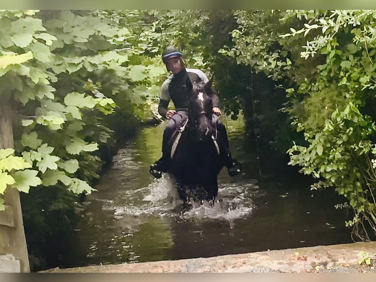 Connemara Mestizo Yegua 5 años 155 cm Negro in Mountrath
