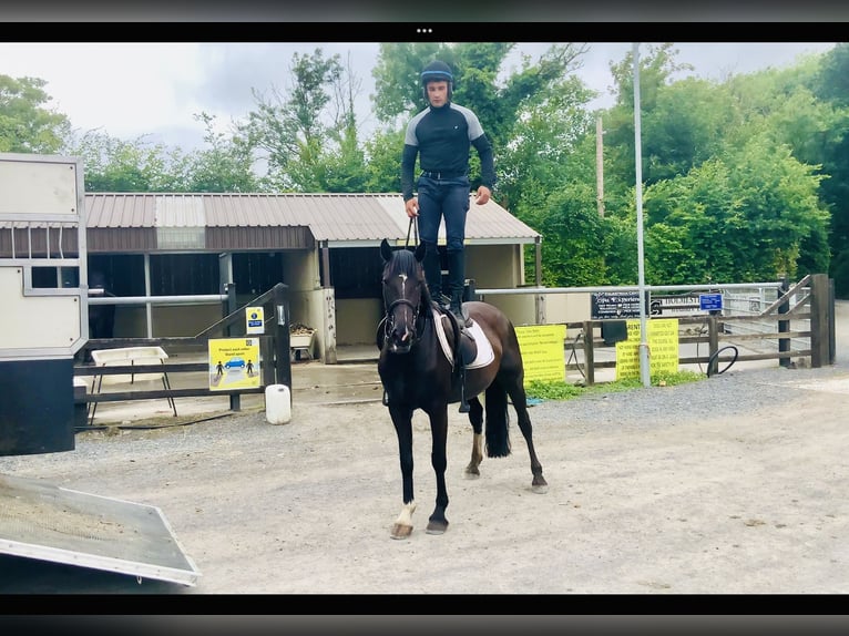 Connemara Mestizo Yegua 5 años 155 cm Negro in Mountrath