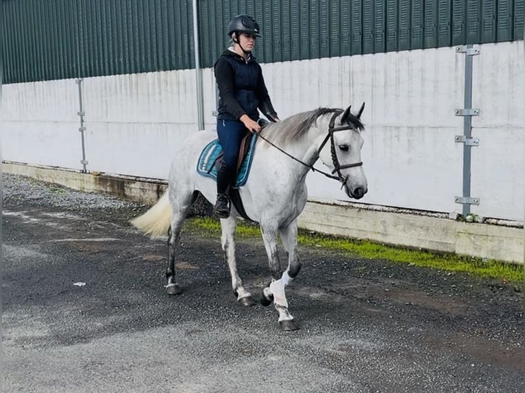 Connemara Yegua 5 años 155 cm White/Blanco in Sligo