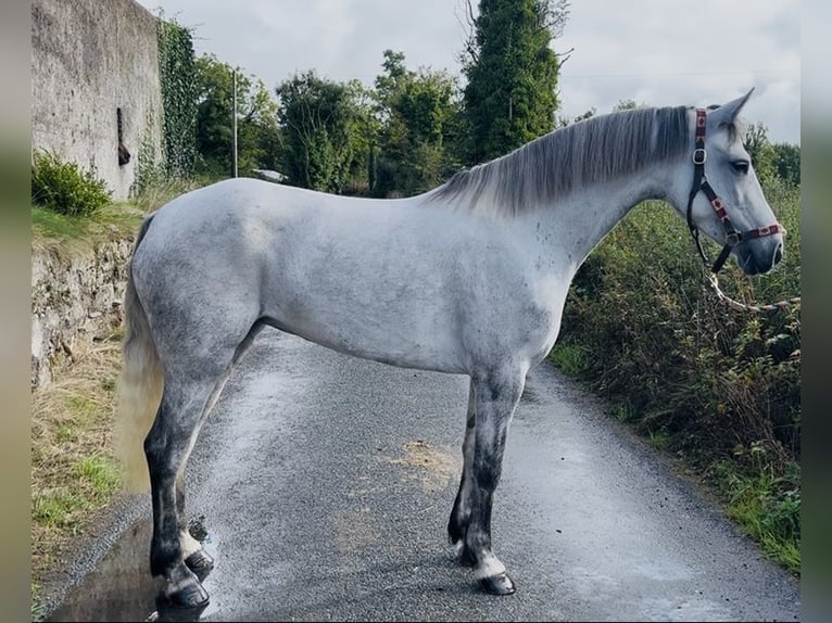 Connemara Yegua 5 años 155 cm White/Blanco in Sligo