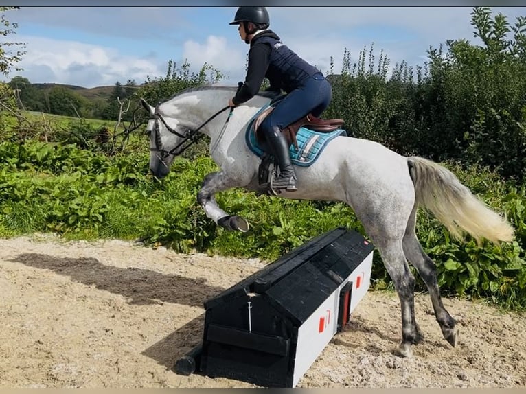 Connemara Yegua 5 años 155 cm White/Blanco in Sligo