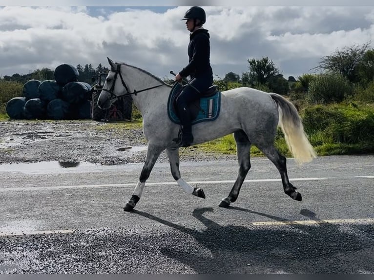 Connemara Yegua 5 años 155 cm White/Blanco in Sligo