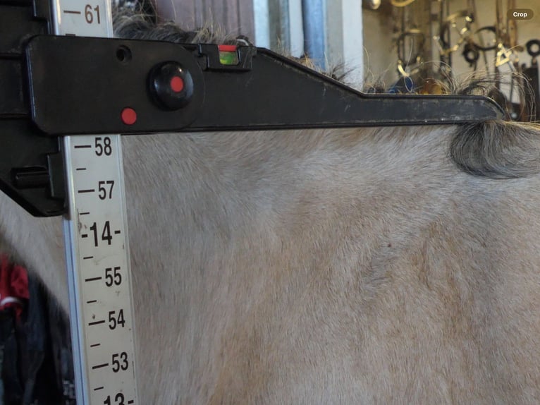 Connemara Yegua 6 años 147 cm Bayo in Mountrath