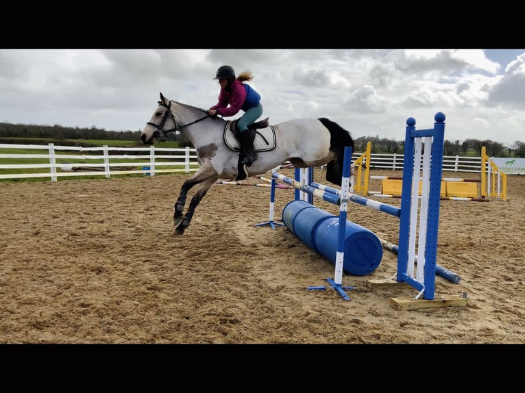 Connemara Yegua 7 años 154 cm Bayo in Mountrath, Co. Laois