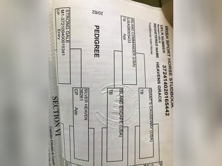 Connemara Yegua 8 años 152 cm Castaño rojizo in Belfast