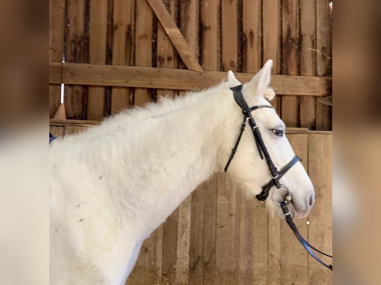 Connemara Yegua 8 años Tordo rodado in Lisberg