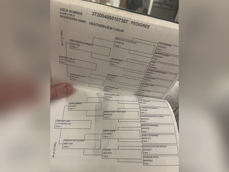Connemara Yegua 9 años 148 cm Tordo in Sligo