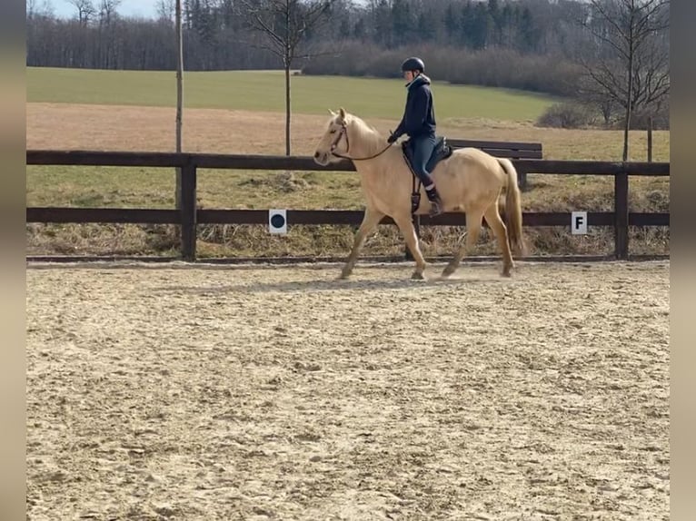 Connemara Mestizo Yegua 9 años 155 cm Palomino in Taunusstein