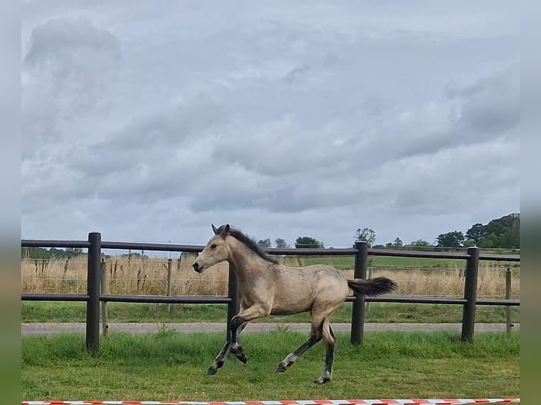 Connemara Yegua Potro (05/2026) Buckskin/Bayo in Istorp