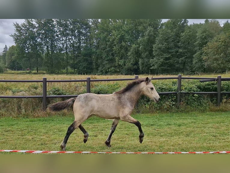 Connemara Yegua Potro (05/2026) Buckskin/Bayo in Istorp